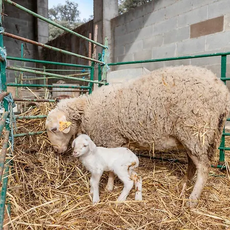 Volta De Ferreres Casa de Campo Olvan